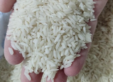 فروش برنج فجر علی اباد کتول + قیمت خرید به صرفه